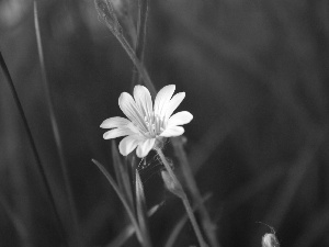 small, Flower, Cerastium Access field, White