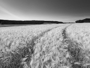 cereals, cultivation, sun, forest, west