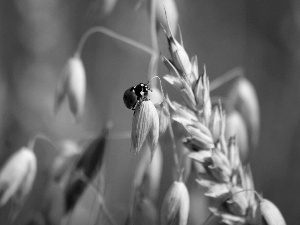 cereals, ladybird, ear