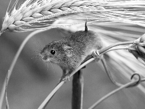 cereals, mouse, ear