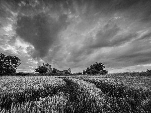 cereals, clouds, Field