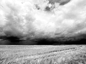 cereals, clouds, field