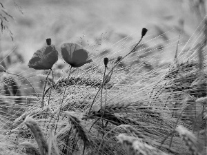 papavers, cereals