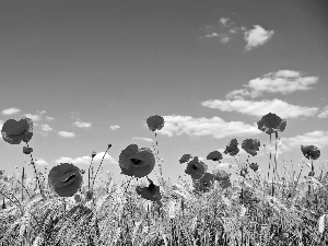 Sky, corn, cereals, papavers