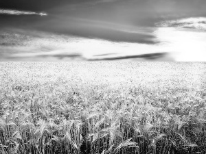 cereals, west, sun