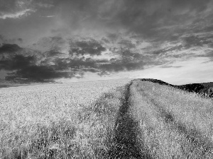 west, field, cereals, sun