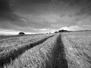 west, field, cereals, sun