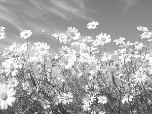 blue, Flowers, chamomile, Sky