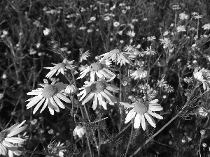 chamomile, fragment, field