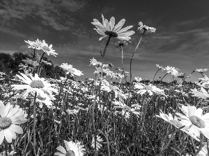 Flowers, daisy