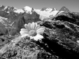 Mountains, Daisy