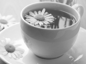 chamomile, cup, tea