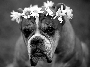 boxer, Flowers, chamomile, wreath