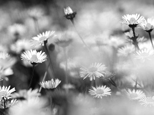 daisies