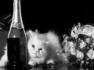 White, bouquet, Champagne, kitten