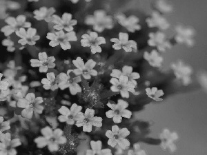 Flowers, Verbena garden, change