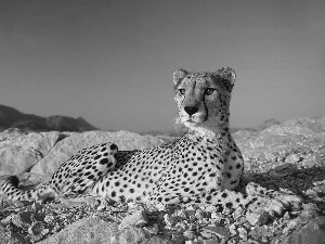 Cheetah, Sky, rocks