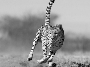 Cheetah, raised, tail