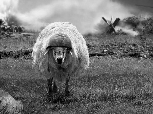 Chelm, war, sheep