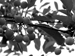 Fruits, cherries