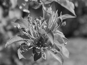 flourishing, fruit, cherry, trees