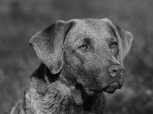 mouth, Chesapeake Bay retrievera