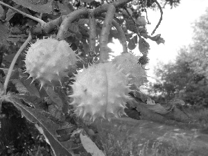 chestnut, maturing, Fruits