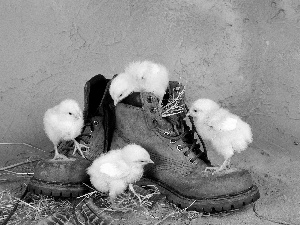 Boots, little doggies, chickens