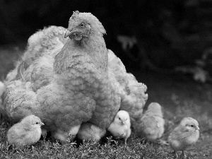 sitter, Chickens