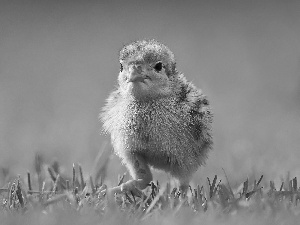 grass, Chicklets