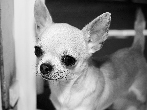 Puppy, Chihuahua