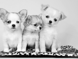 Three, Puppies, Chihuahua, sweet