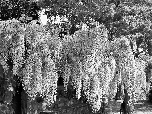 Garden, wistaria, Chinese, White