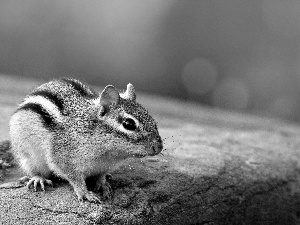 Chipmunk, Rocks, small