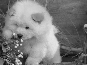 Chow, Chow, White, puppie, small
