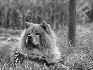 grass, dog, Chow chow