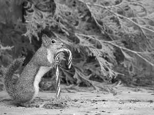 christmas, squirrel, Drops