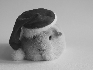 guinea pig, Nicholas, christmas, Hat