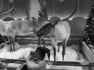 reindeer, Christmas