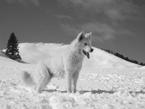 snow, Shepherd US-Canadian, christmas tree