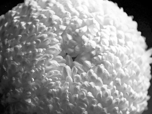 Colourfull Flowers, White, chrysanthemum