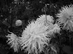 Flowers, Garden, chrysanthemum, summer