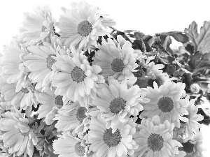 chrysanthemum, Pink, Flowers