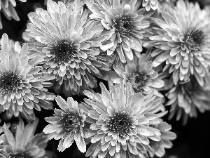 Flowers, Pink, bloom, Chrysanthemums