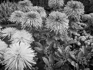 Flowers, Plants, ornamental, Chrysanthemums