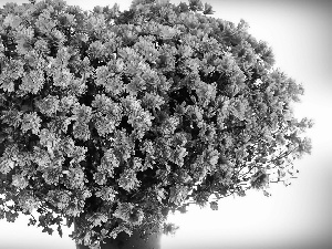 chrysanthemums, bouquet, pink