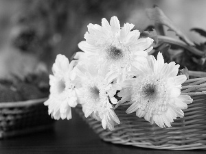 Chrysanthemums, basket, White