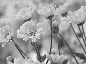 Yellow, Chrysanthemums