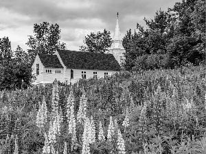 lupine, viewes, Church, trees