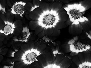 Flowers, cineraria